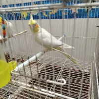 پرنده عروس هلندی|پرنده|گنبد کاووس, |دیوار