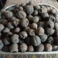 هلو شیرین کیلو ۵۰تومان  فلفل دلمه ۴۵گوجه ۱۵|خوردنی و آشامیدنی|شیراز, دارالرحمه|دیوار