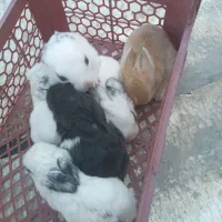 فروش خرگوش