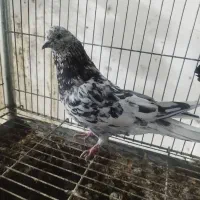 یکجفت بفروش میرسد ب شرط همه چی