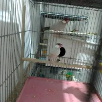 سهره نر بخون.فنچ شکلاتی|پرنده|قم, شهرک فاطمیه|دیوار