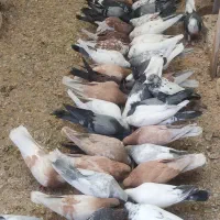 پرنده|پرنده|اصفهان, خیادان|دیوار