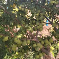 باغ ویلا