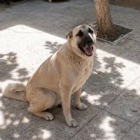 سگ سرابی