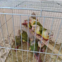 جوجه گرینچیک سرلاکی