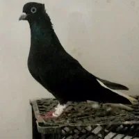 هفت جفت نروماده رنگی