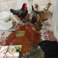 یک‌ عدد مرغ ۲عدد خروس