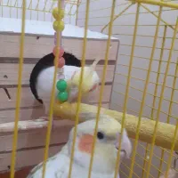 عروس هلندی نرو ماده