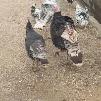 بوقلمون|حیوانات مزرعه|یاسوج, |دیوار