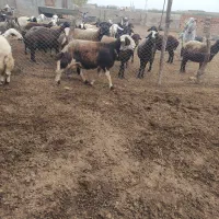 قوچ شیشک و بره قوچ بروجردی|حیوانات مزرعه|فاضل آباد, |دیوار