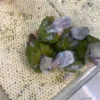 طوطی گرینچیک سرلاکی