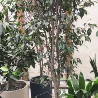 فروش فوری و توافقی چندین درختچه در گلدان های بزرگ