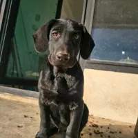 توله ۲ ماهه شکاری میکس سرابی