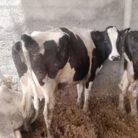 گاو شیری با گوساله