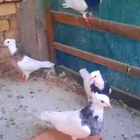 طوقی|پرنده|بهبهان, |دیوار