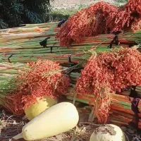 جاروفروشی تکی صدتومان عمده ۷۵