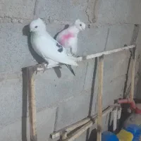 با سلام چند عدد کفتر