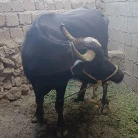 گتوند|حیوانات مزرعه|گتوند, |دیوار