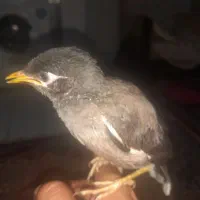 مرغ مینا