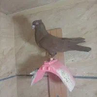 نرسرخ بی نظیر