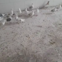 کبوتر های صاف رنگی ناب