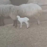 گوسفندفروشی