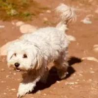 اموزش های اولیه سگ