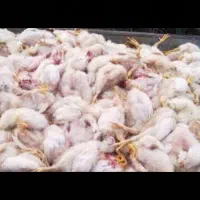 تلفات گوشتی غذای سگ
