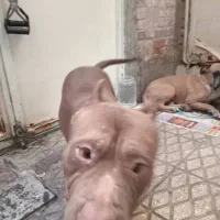 سگ بیت بول|سگ|تهران, هاشمی|دیوار