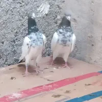 تعدادکبوتر سبز و دوتا شیخ پاکستانی|پرنده|خورموج, |دیوار