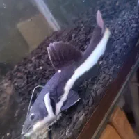 ماهی ردتیل بهترین تمیز کننده گوشت خوار