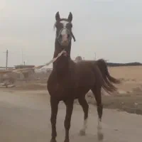 نریون ۴سال|اسب و تجهیزات اسب‌سواری|شاهین‌شهر, گزبرخوار|دیوار