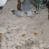 آبی پا پر سه پر مونده ماده