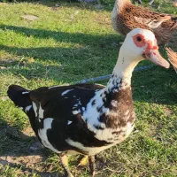 غاز پروازی  نر  اردک اسرائیلی معاوضه