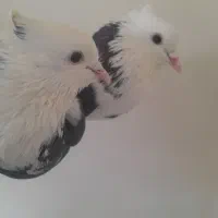 گفتر حسابی|پرنده|قم, شهرک مهدیه (مدرس)|دیوار