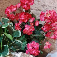 گلهای مصنوعی در حد طبیعی|گل مصنوعی|تبریز, |دیوار