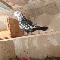 پرنده کبوتر|پرنده|مسجد سلیمان, |دیوار