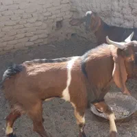 تروشت|حیوانات مزرعه|سراوان, |دیوار