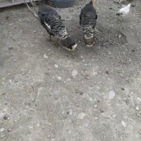 فروش بقلمون ومرغ و خروس و نمیچه  ۱۸تا جوانه بقلمون