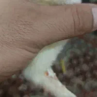 جوجه برهما و آمروک ومینیاتوری پاپرلپی|حیوانات مزرعه|اسالم, |دیوار