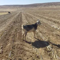 بز تیشتر|حیوانات مزرعه|بانش, |دیوار