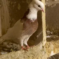 کبوتر طوقی