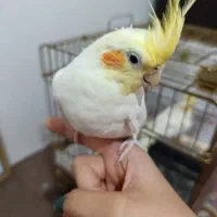 عروس هلندی نروماده با قفس و لانه