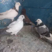 کبوتر زوردار|پرنده|اسلام‌‌آباد غرب, |دیوار