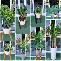 فروشگاه گل و گیاه آپارتمانی (طبیعی)|گل و گیاه طبیعی|تربتحیدریه, بی بی حسنیه|دیوار