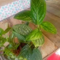 گل گیاه|گل و گیاه طبیعی|صحنه, |دیوار