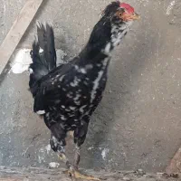 سلام 5عدد خروس گلین لری فروشی