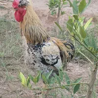خروس