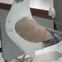 ماده/نوک سفید