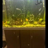 سرویس نظافت تعویض آب آکواریوم